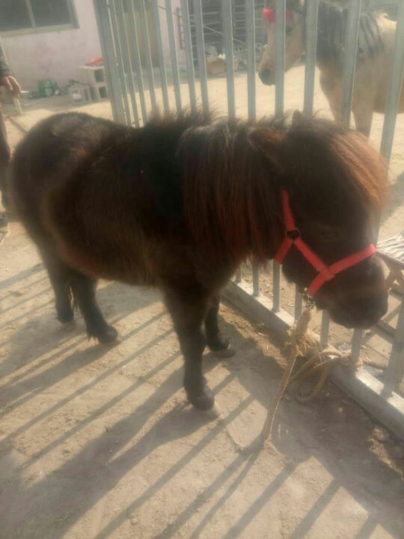 矮马100~200kg