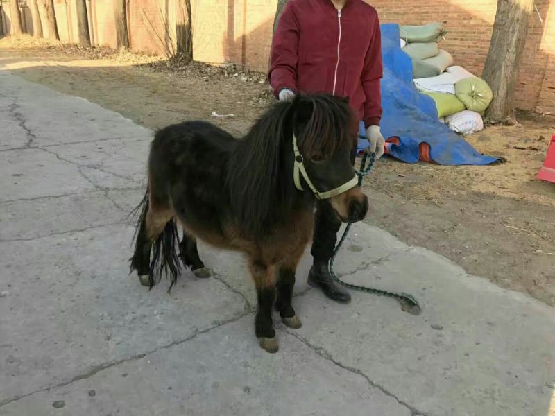 矮马100~200kg