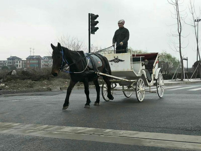 半血马600kg以上