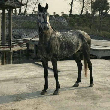 阿拉伯马400~500kg