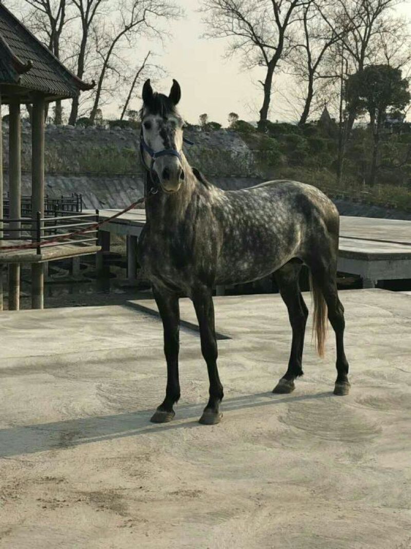 阿拉伯马400~500kg