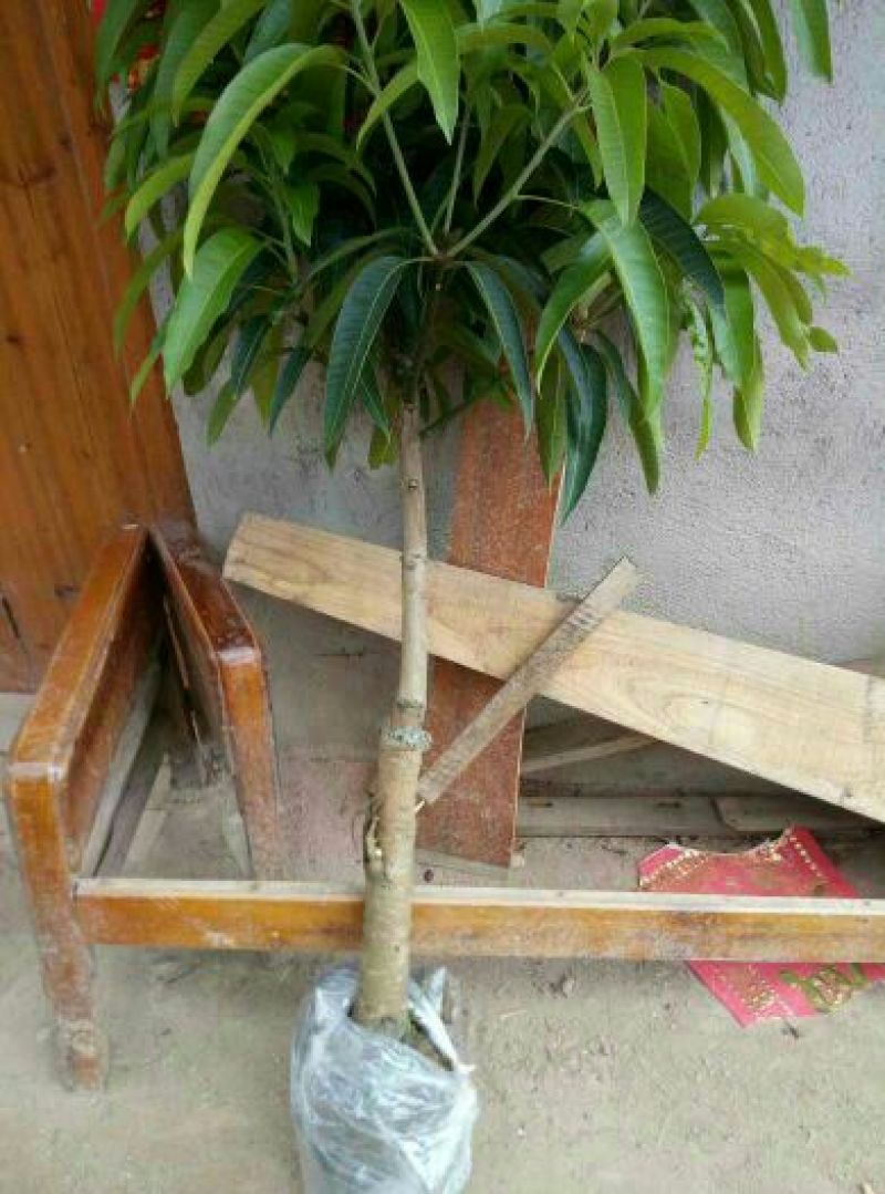芒果苗1m以下