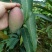 芒果苗1m以下