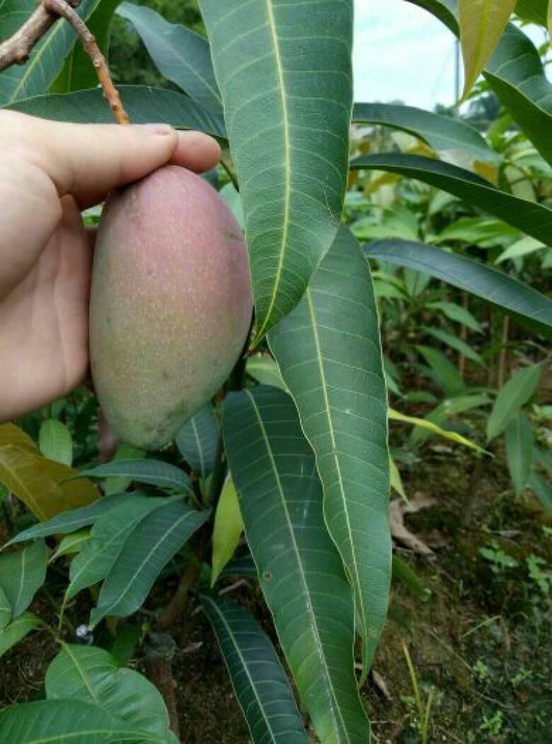 芒果苗1m以下