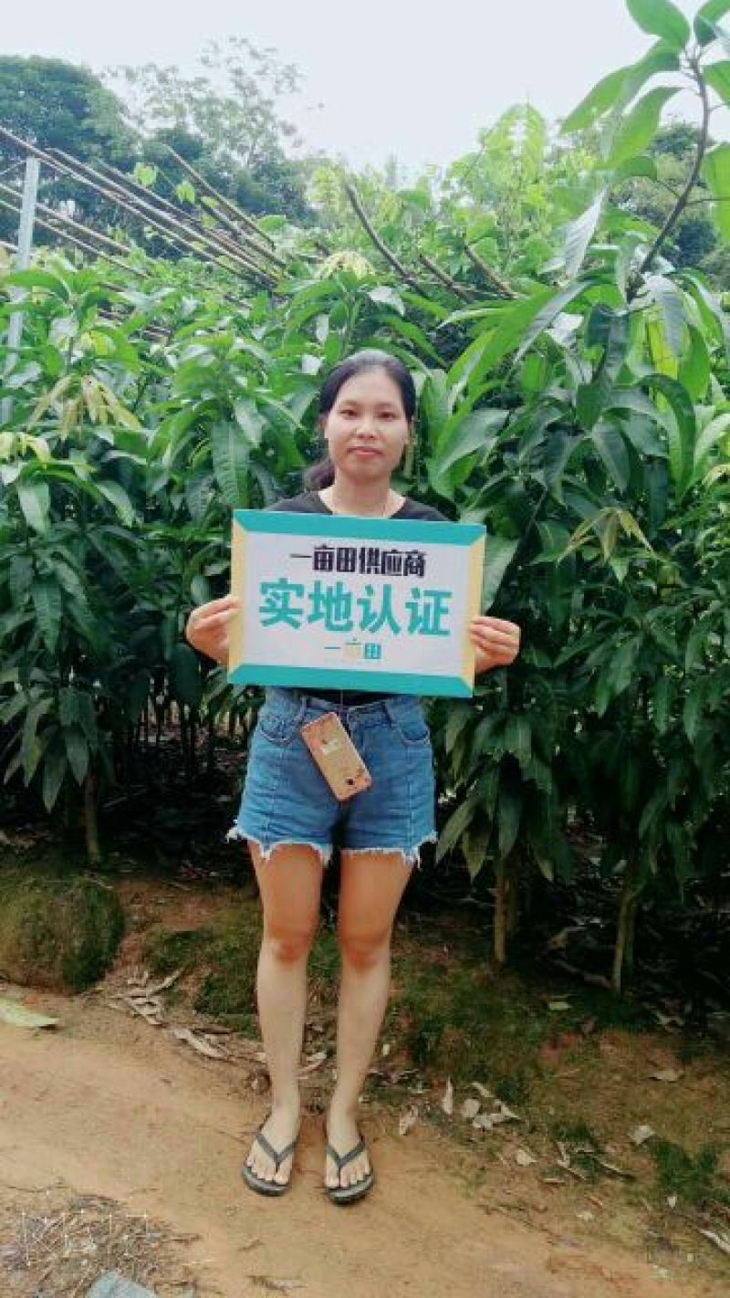 芒果苗1m以下