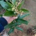 芒果苗1m以下