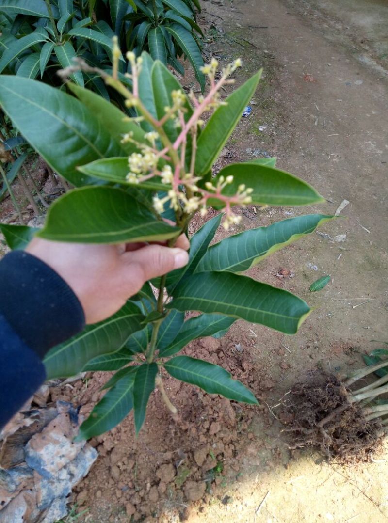 芒果苗1m以下