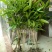 芒果苗1m以下