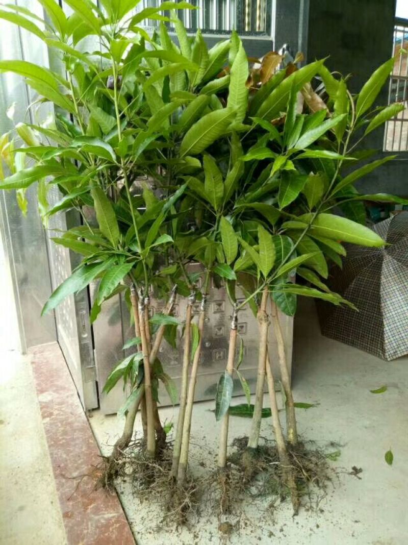 芒果苗1m以下