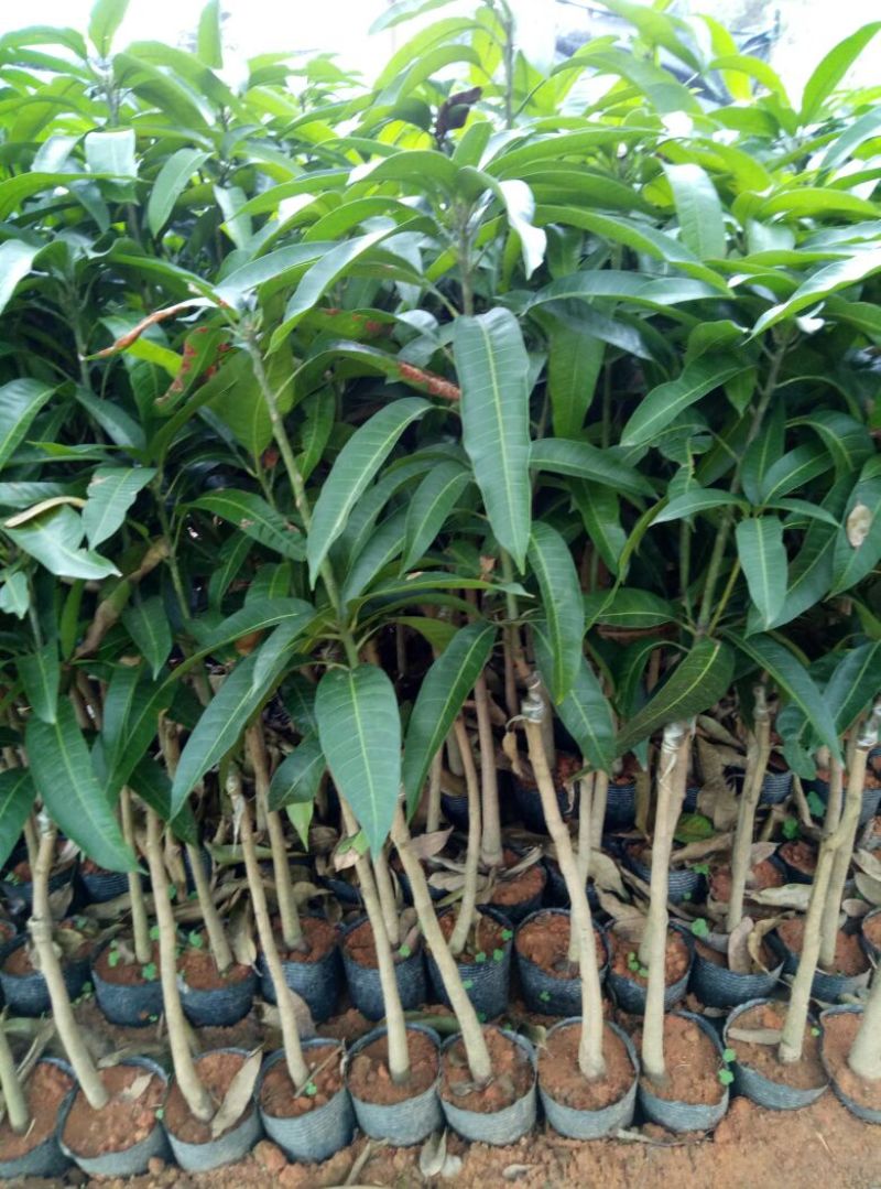 芒果苗1m以下