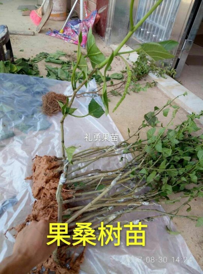 桑树苗30~40cm