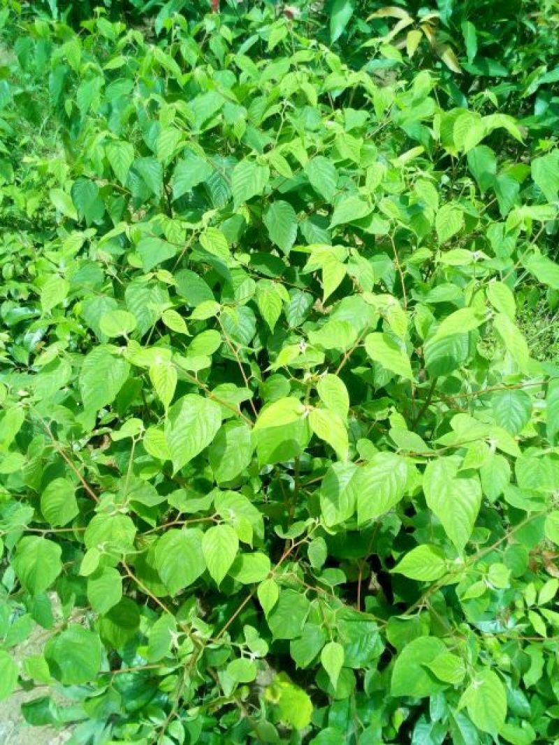 桑树苗30~40cm