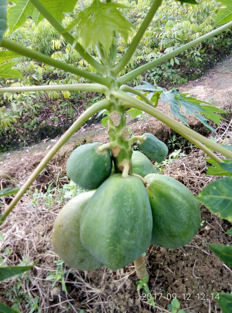 木瓜树苗10~20cm