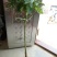 木瓜树苗10~20cm