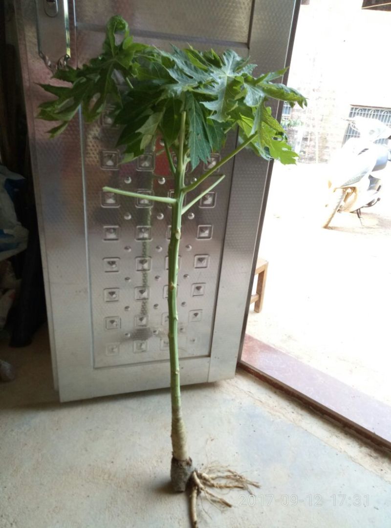 木瓜树苗10~20cm