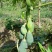 木瓜树苗10~20cm