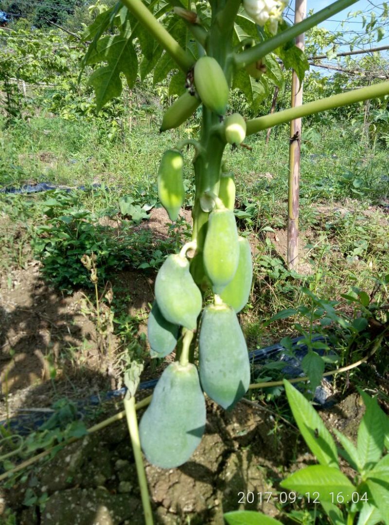 木瓜树苗10~20cm