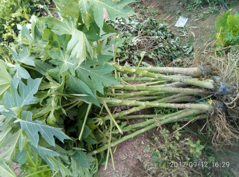 木瓜树苗10~20cm