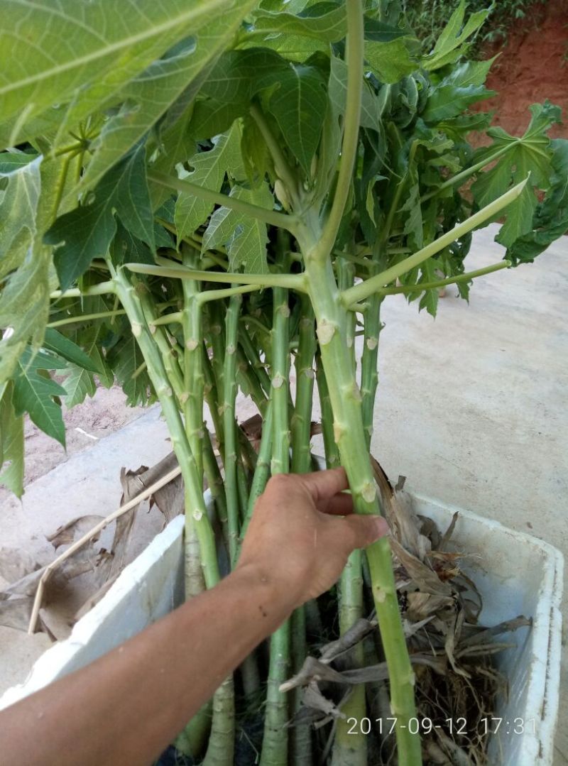 木瓜树苗10~20cm
