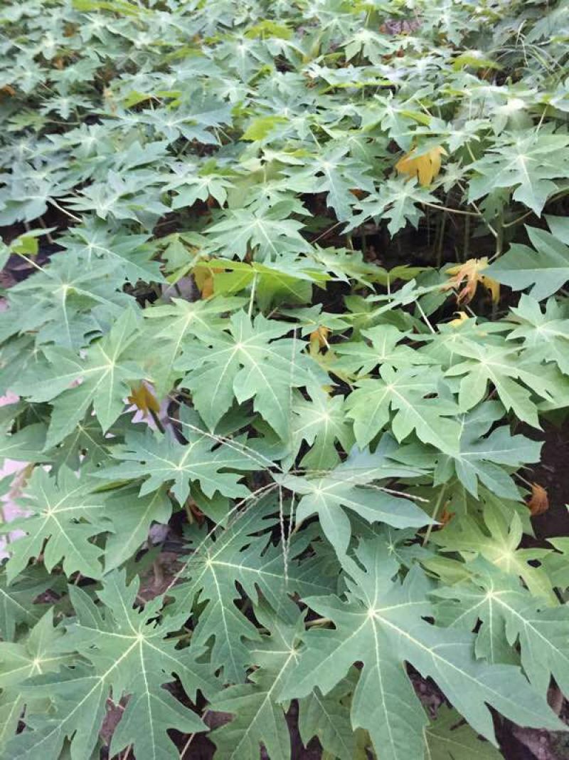 木瓜树苗10~20cm