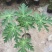 木瓜树苗10~20cm