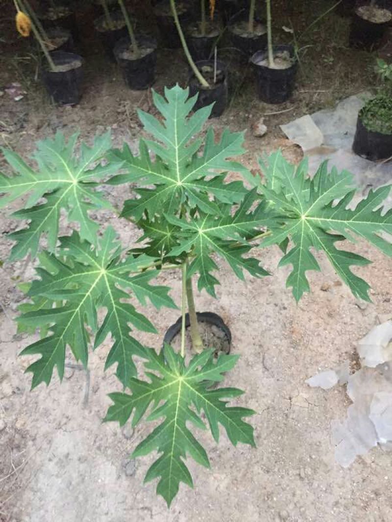 木瓜树苗10~20cm