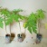 木瓜树苗10~20cm