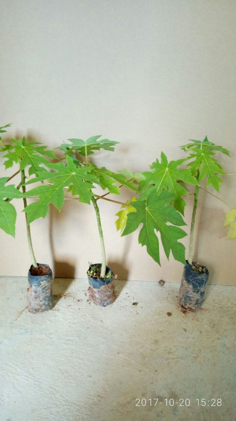 木瓜树苗10~20cm