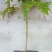 木瓜树苗10~20cm
