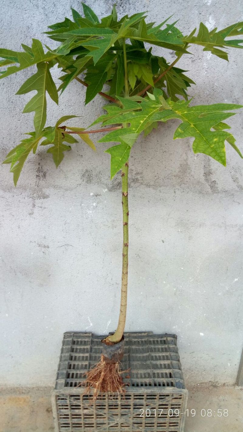 木瓜树苗10~20cm