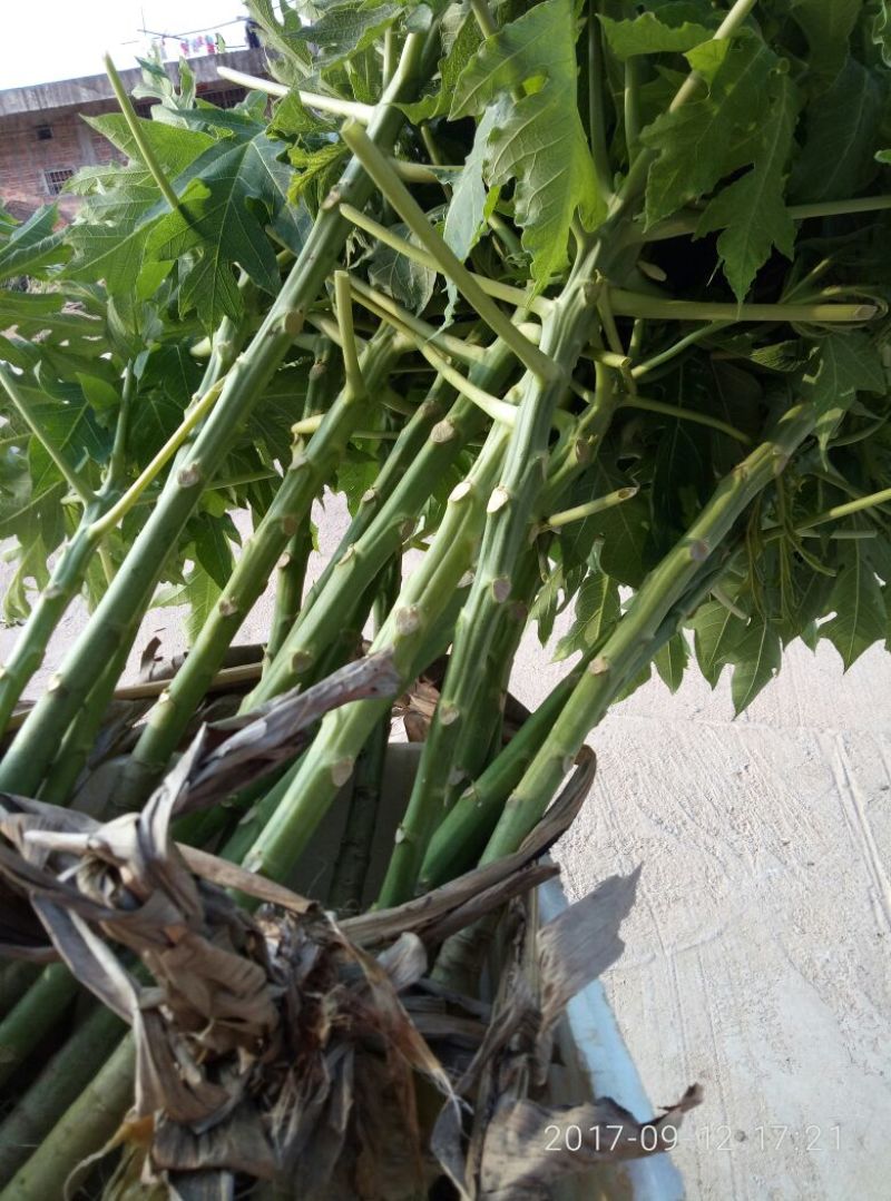 木瓜树苗10~20cm