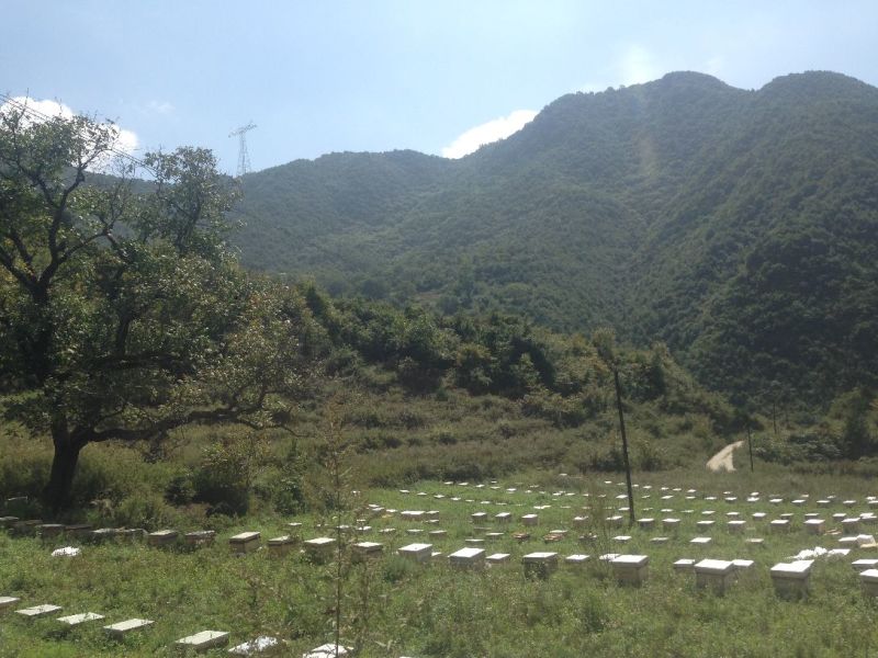 秦岭中蜂平箱装抗病强耐寒易管理子脾好蜂数足