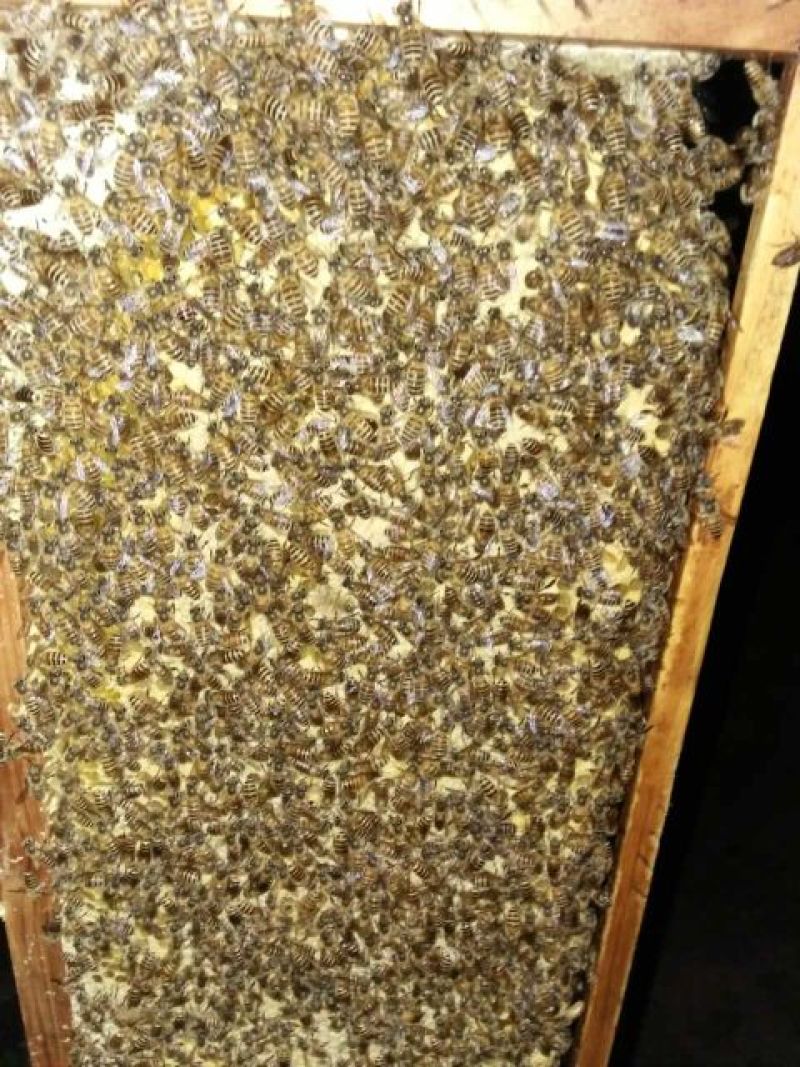 秦岭中蜂平箱装抗病强耐寒易管理子脾好蜂数足
