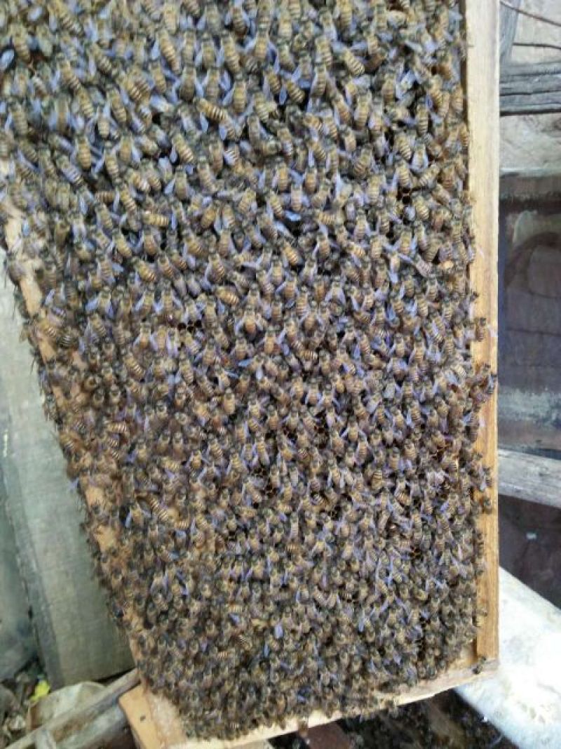 秦岭中蜂平箱装抗病强耐寒易管理子脾好蜂数足