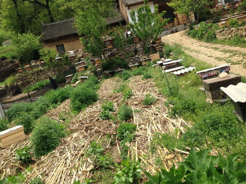 秦岭中蜂平箱装抗病强耐寒易管理子脾好蜂数足