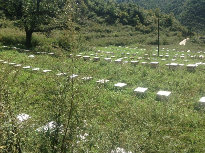 秦岭中蜂平箱装抗病强耐寒易管理子脾好蜂数足