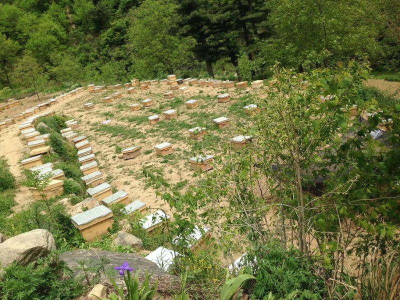 秦岭中蜂平箱装抗病强耐寒易管理子脾好蜂数足
