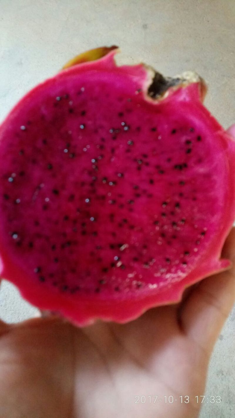 火龙果苗20~30种苗