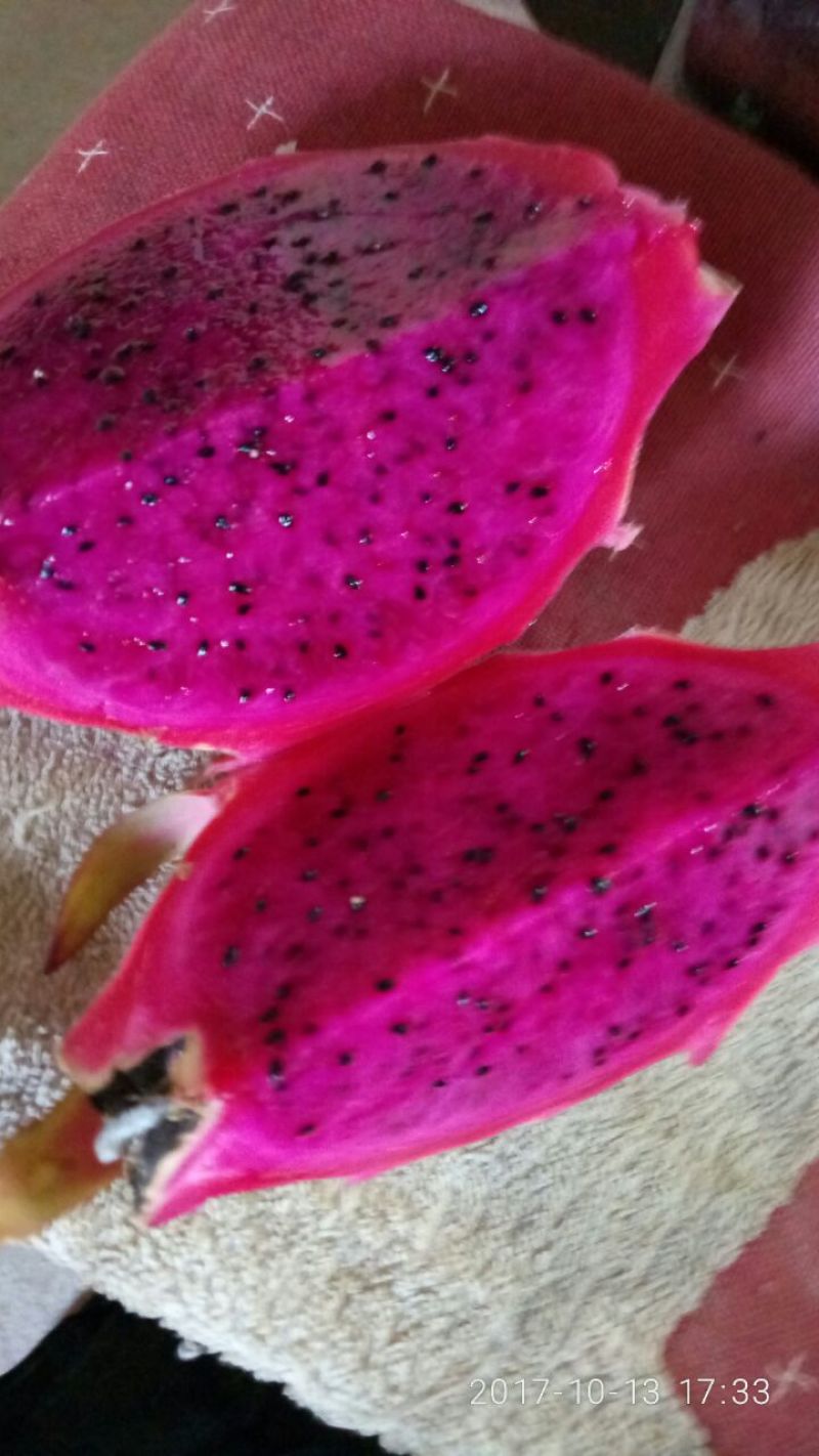 火龙果苗20~30种苗