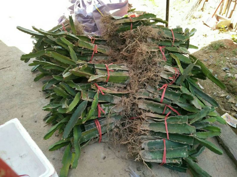 火龙果苗20~30种苗