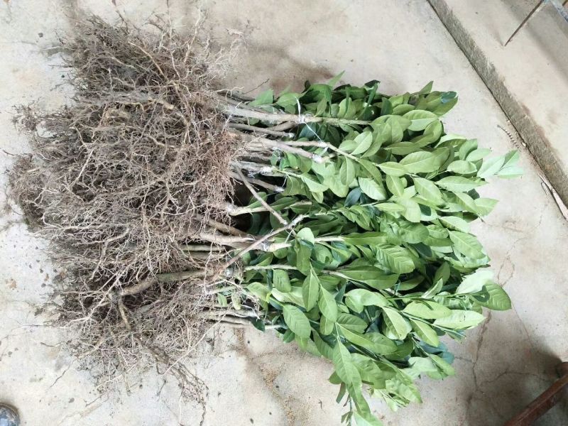 柠檬苗30~50cm