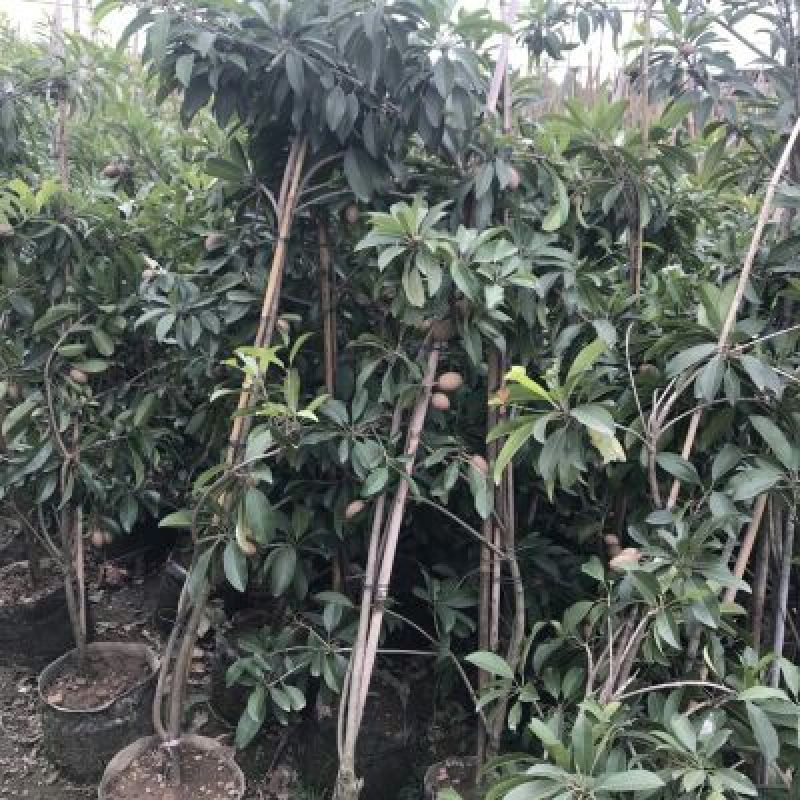 人心果苗