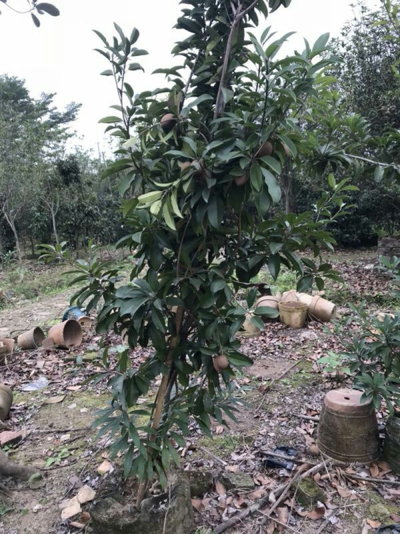 人心果苗