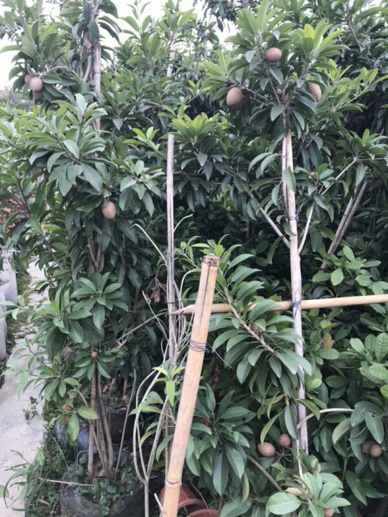 人心果苗