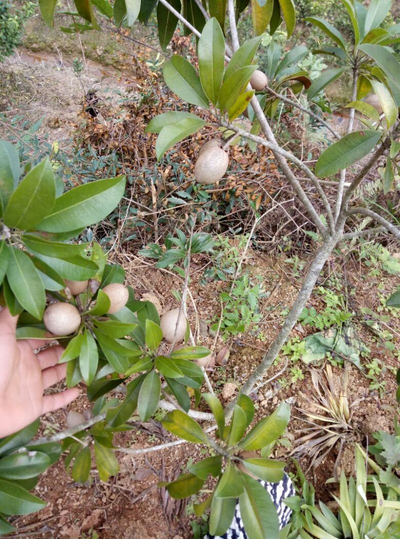 人心果苗