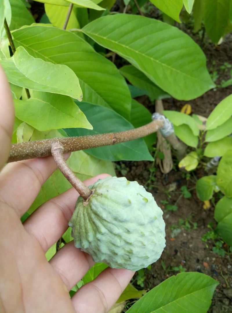释迦苗30~50cm
