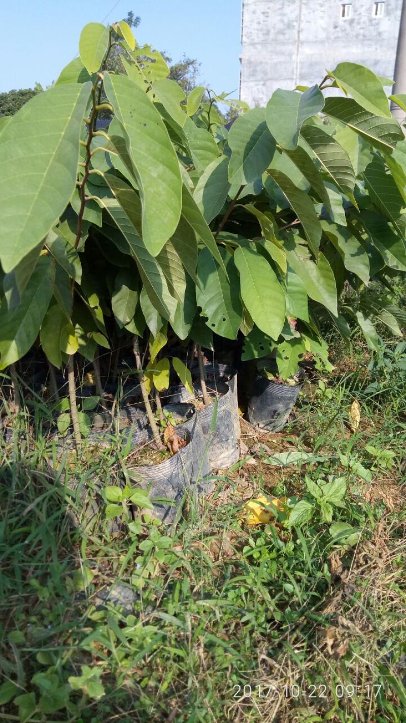 释迦苗30~50cm