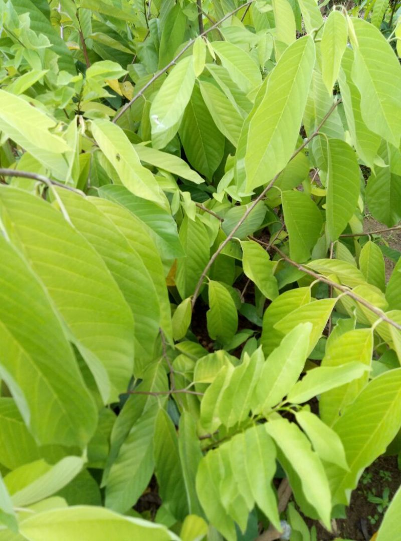 释迦苗30~50cm