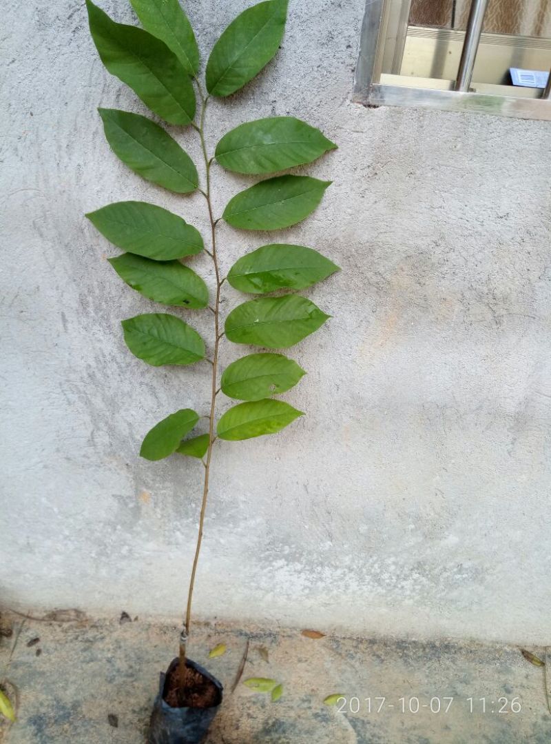 释迦苗30~50cm