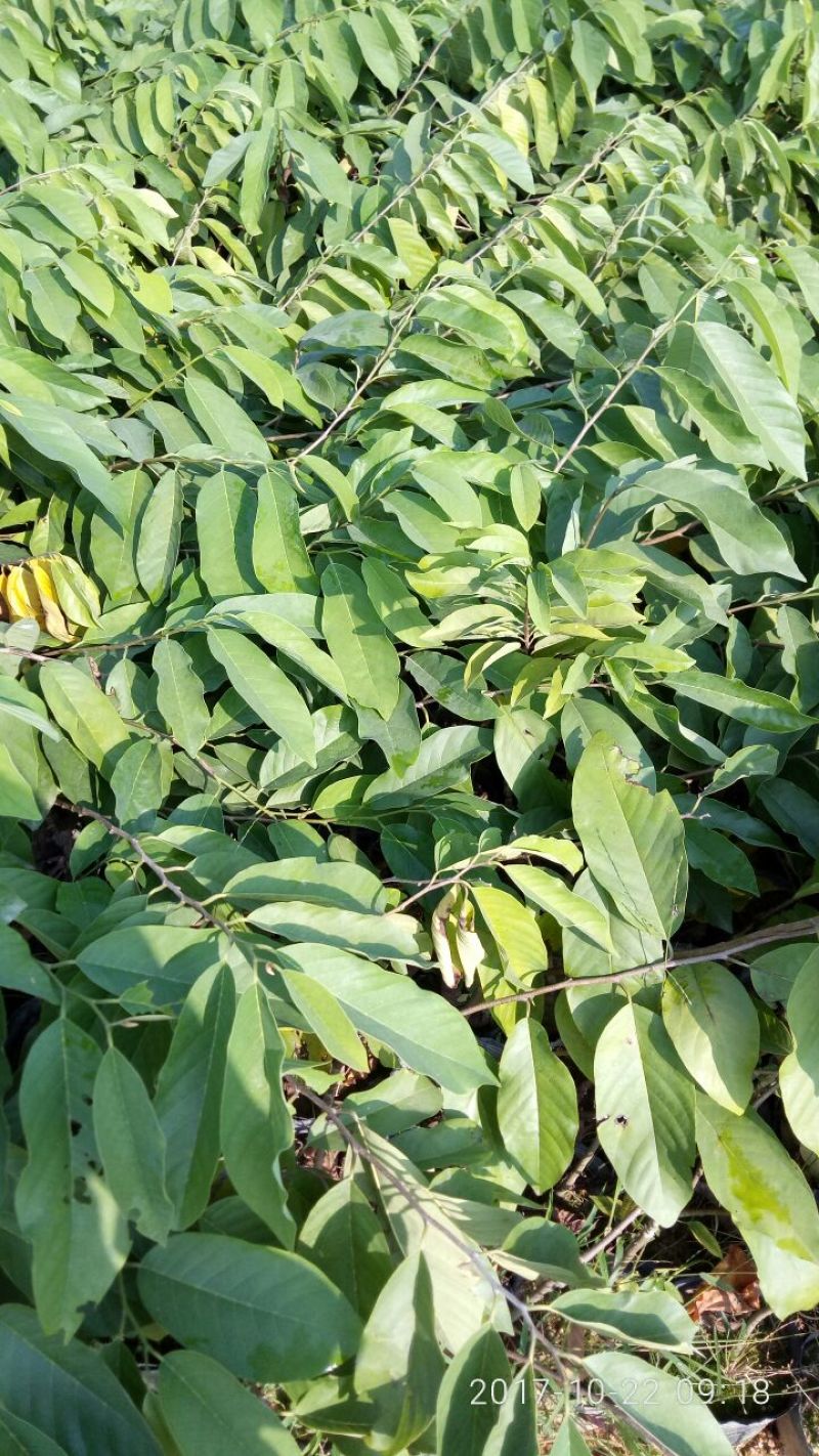 释迦苗30~50cm